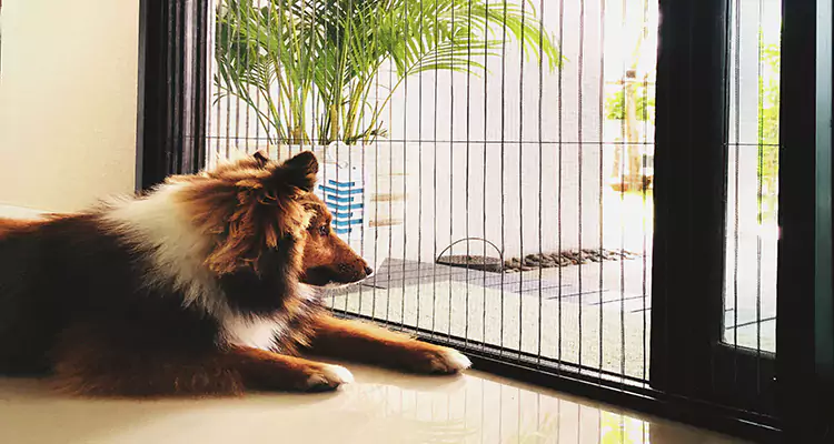 Sliding Screen Pet Door Repair in Valrico, FL