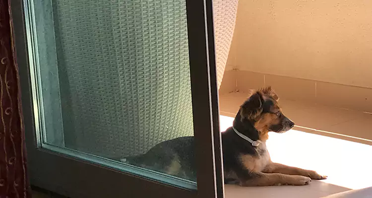 French Door Pet Screen Repair in Valrico, FL